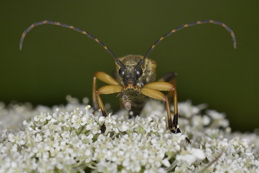 Rutpela maculata ssp. maculata - Cerambycidae